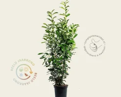 Prunus laurocerasus 'Genolia' - in pot