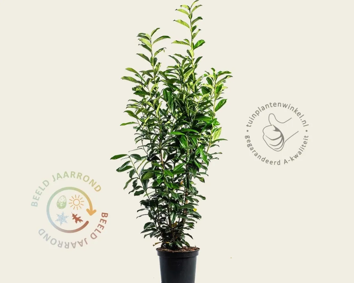 Prunus laurocerasus 'Genolia' - in pot
