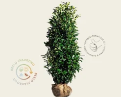 Prunus laurocerasus 'Genolia' - kluit