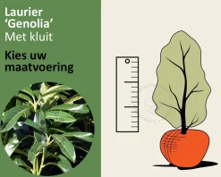 Prunus laurocerasus 'Genolia' - kluit