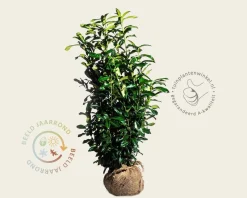 Prunus laurocerasus 'Genolia' - kluit
