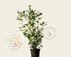 Prunus laurocerasus 'Novita' - in pot