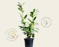 Prunus laurocerasus 'Novita' - in pot
