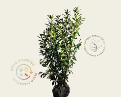 Prunus laurocerasus 'Novita' - kluit