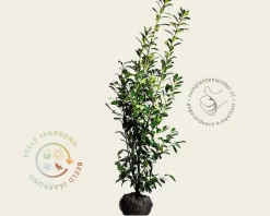 Prunus laurocerasus 'Novita' - kluit