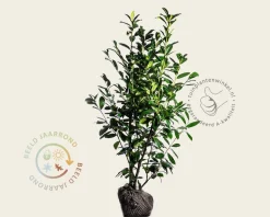 Prunus laurocerasus 'Novita' - kluit