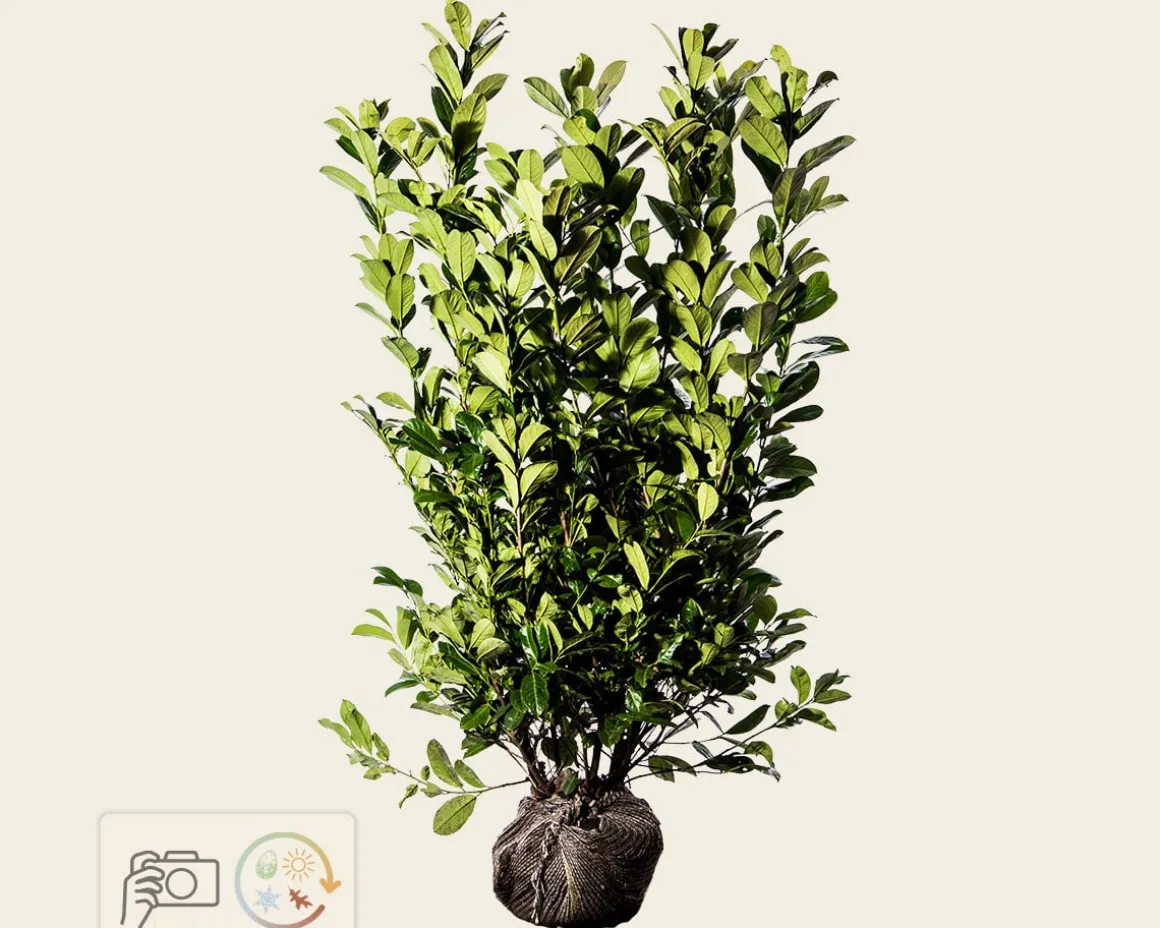 Prunus laurocerasus 'Rotundifolia' - kluit