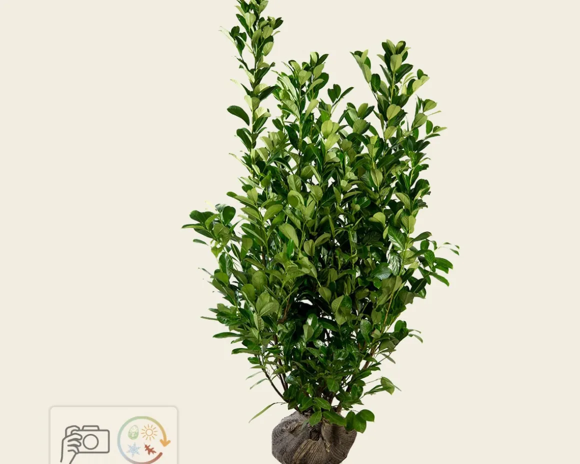 Prunus laurocerasus 'Rotundifolia' - kluit