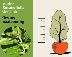 Prunus laurocerasus 'Rotundifolia' - kluit