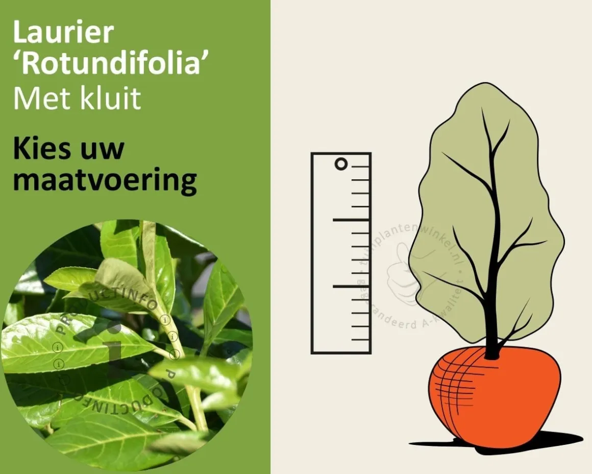 Prunus laurocerasus 'Rotundifolia' - kluit