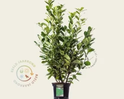 Prunus laurocerasus 'Rotundifolia' - in pot