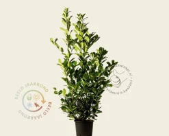 Prunus laurocerasus 'Rotundifolia' - in pot