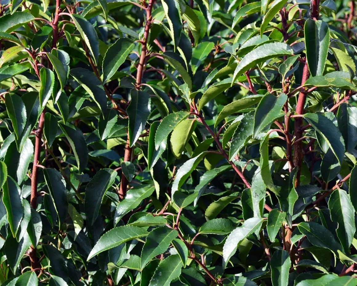 Prunus lusitanica 'Angustifolia' - bolvorm