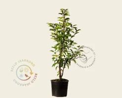 Prunus lusitanica 'Angustifolia' - in pot
