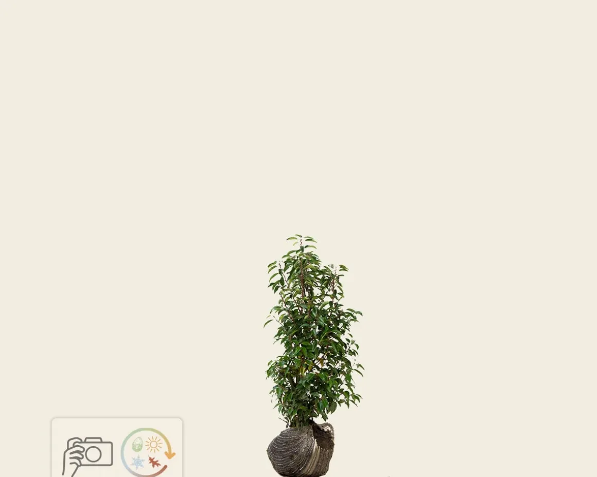 Prunus lusitanica 'Angustifolia' - kluit