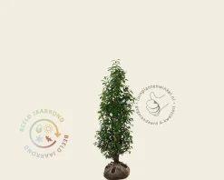 Prunus lusitanica 'Angustifolia' - kluit