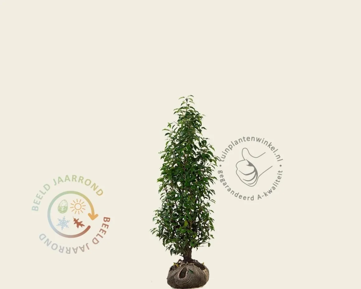 Prunus lusitanica 'Angustifolia' - kluit