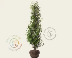 Prunus lusitanica 'Angustifolia' - kluit
