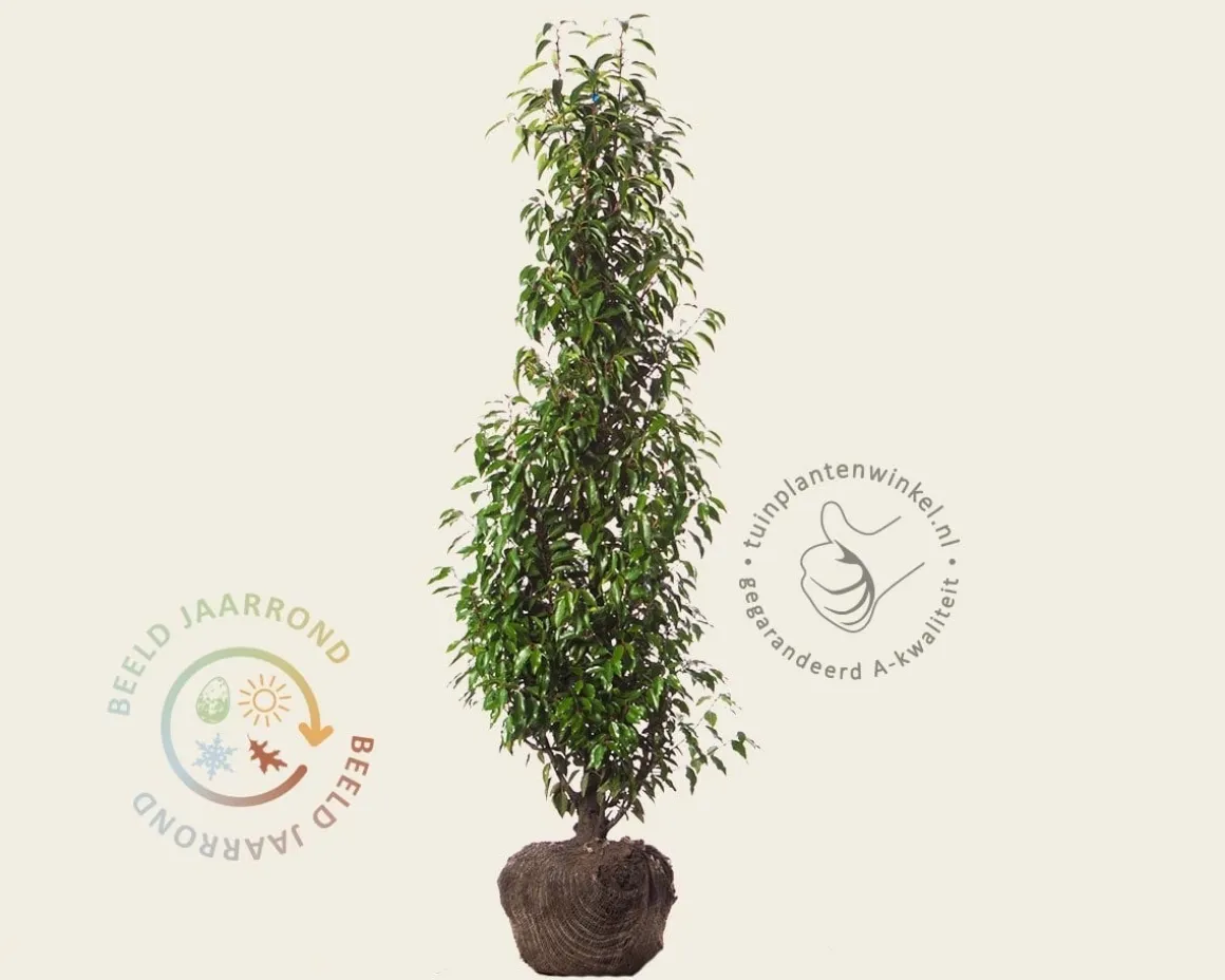 Prunus lusitanica 'Angustifolia' - kluit