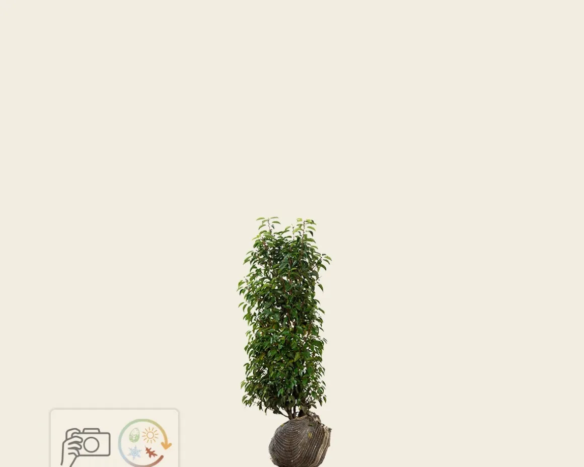 Prunus lusitanica 'Angustifolia' - kluit