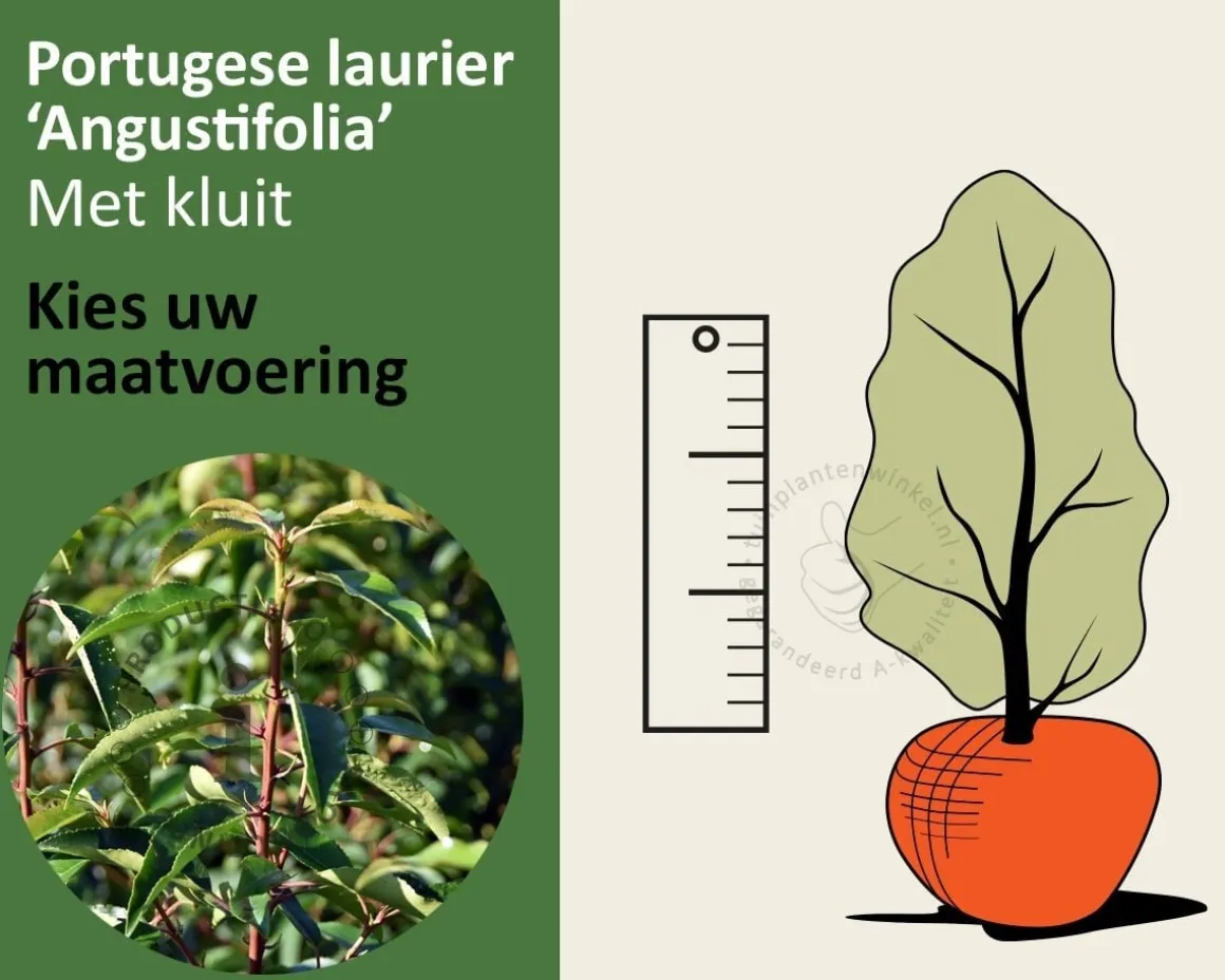 Prunus lusitanica 'Angustifolia' - kluit