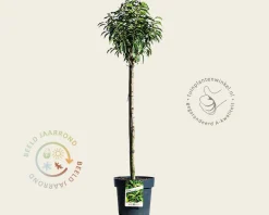 Prunus lusitanica 'Angustifolia' - 50 cm stam