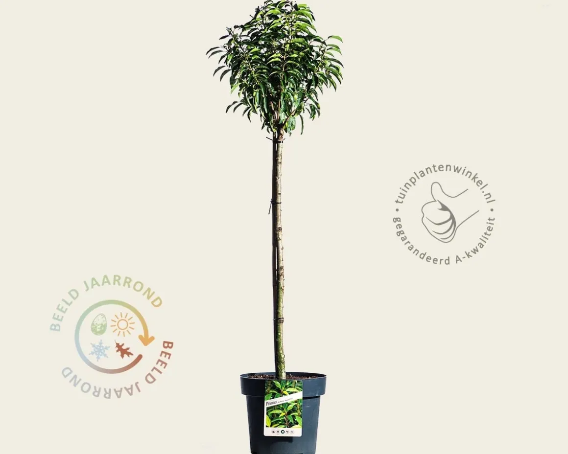 Prunus lusitanica 'Angustifolia' - 50 cm stam