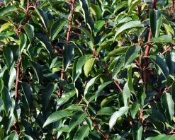 Prunus lusitanica 'Angustifolia' - 180 cm stam