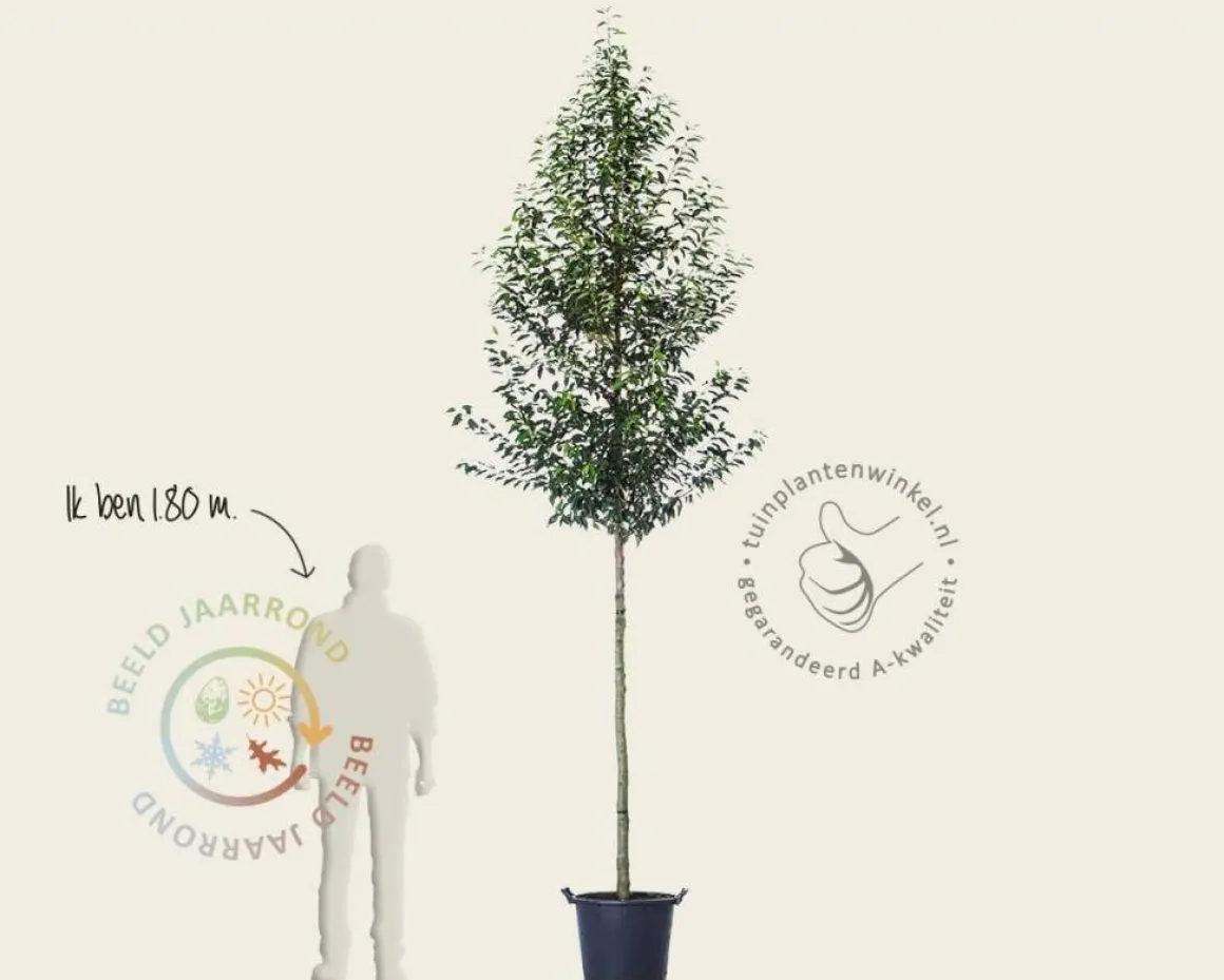 Prunus lusitanica 'Angustifolia' - hoogstam