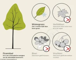 Prunus lusitanica 'Angustifolia' - hoogstam