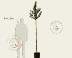 Prunus lusitanica 'Angustifolia' - hoogstam