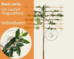 Prunus lusitanica angustifolia leiboom - Rek 180x110 cm