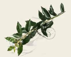 Prunus lusitanica angustifolia leiboom - Rek 180x110 cm