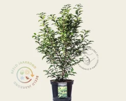 Prunus lusitanica 'Brenelia' - in pot