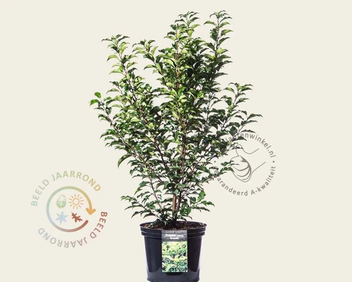Prunus lusitanica 'Brenelia' - in pot