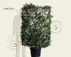 Prunus lusitanica 'Brenelia' - In rek 110x160 cm