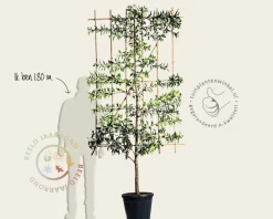 Prunus lusitanica 'Brenelia' leiboom - Scherm