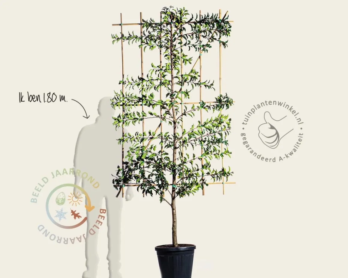 Prunus lusitanica 'Brenelia' leiboom - Scherm