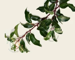 Prunus lusitanica 'Brenelia' leiboom - Scherm