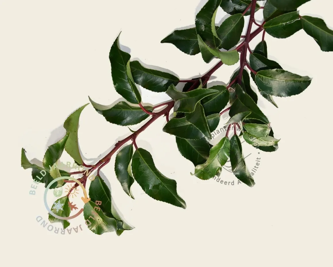 Prunus lusitanica 'Brenelia' leiboom - Scherm