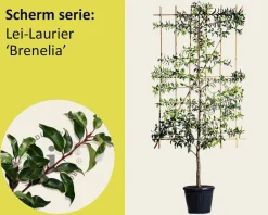 Prunus lusitanica 'Brenelia' leiboom - Scherm