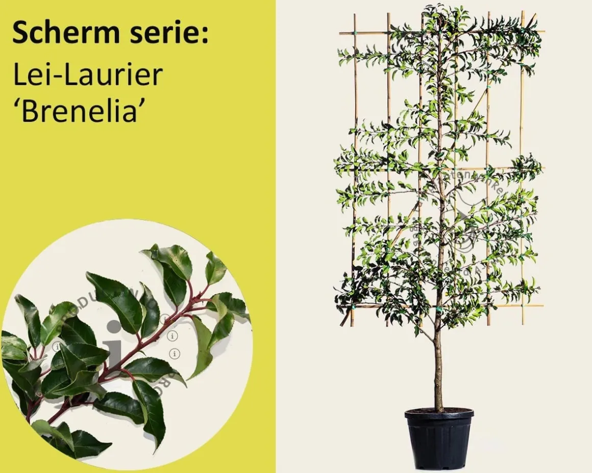 Prunus lusitanica 'Brenelia' leiboom - Scherm