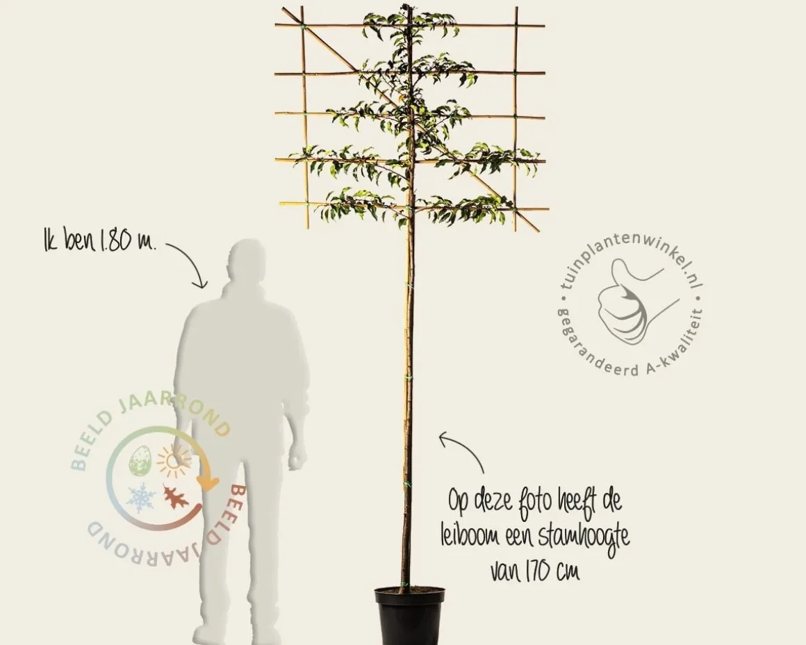 Prunus lusitanica brenelia leiboom - Rek 120x90 cm