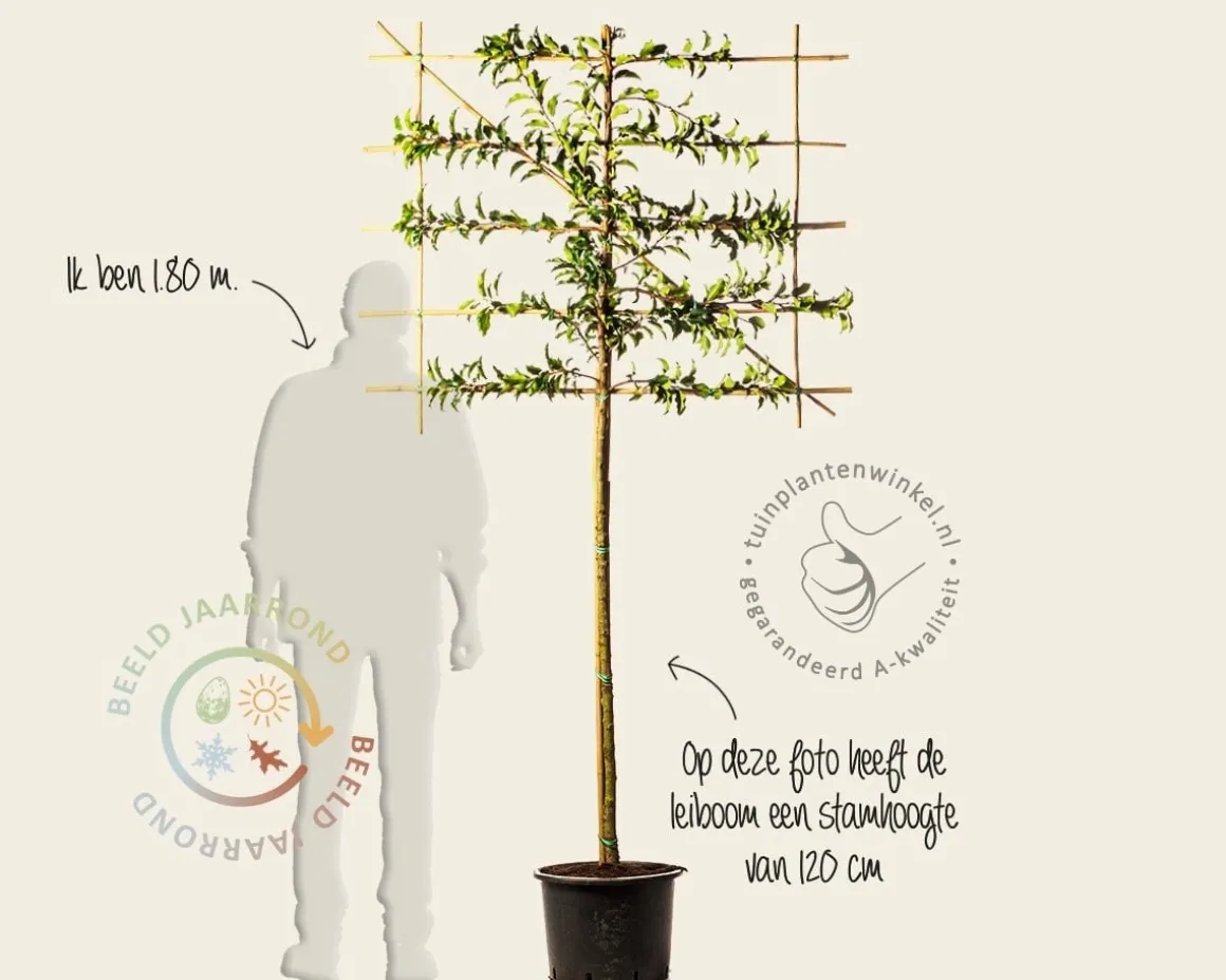Prunus lusitanica brenelia leiboom - Rek 120x90 cm