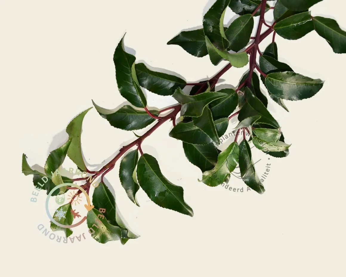 Prunus lusitanica brenelia leiboom - Rek 200x130 cm
