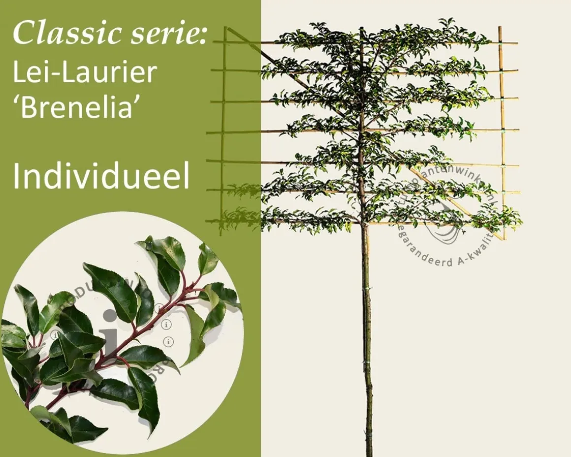Prunus lusitanica brenelia leiboom - Rek 200x130 cm