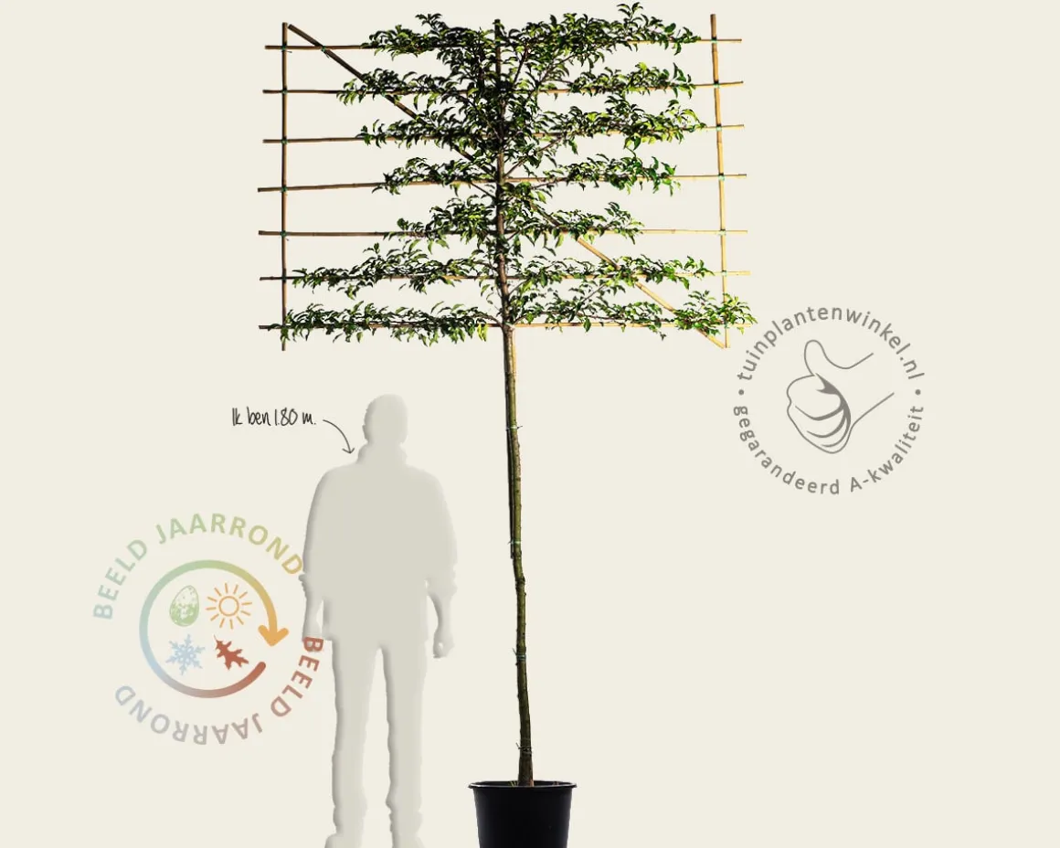 Prunus lusitanica brenelia leiboom - Rek 200x130 cm