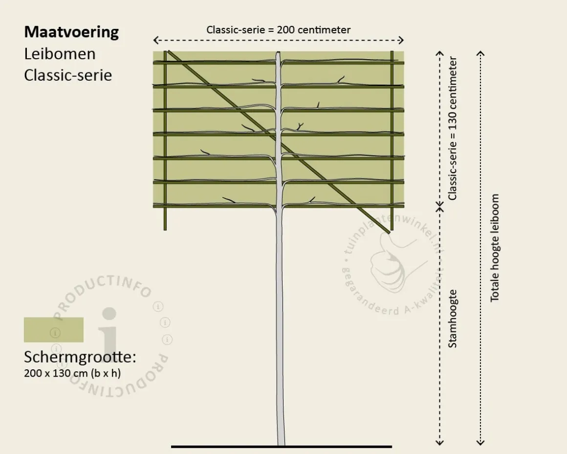 Prunus lusitanica brenelia leiboom - Rek 200x130 cm
