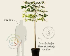 Prunus lusitanica tico leiboom - Rek 120x90 cm