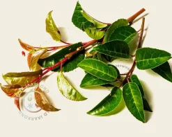 Prunus lusitanica tico leiboom - Rek 120x90 cm